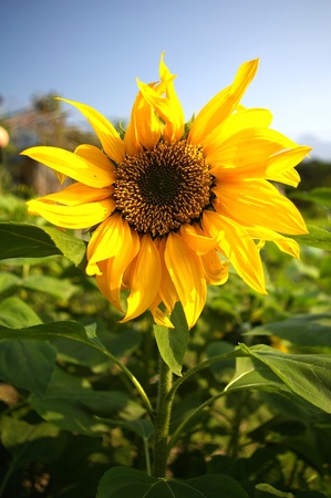 Sunflowers under blue skyの写真素材