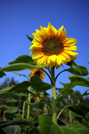 Sunflowers under blue skyの写真素材