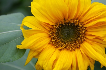 Close-up of a sunflowerの写真素材