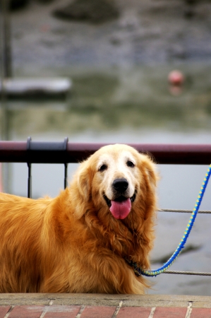Golden Retriever on streetの写真素材