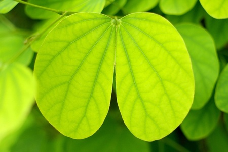 Green leaf in heart shapeの写真素材