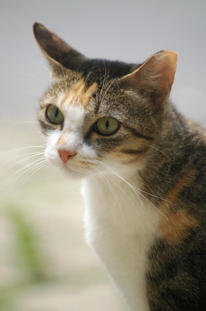 A cat with sharp eyesightの写真素材