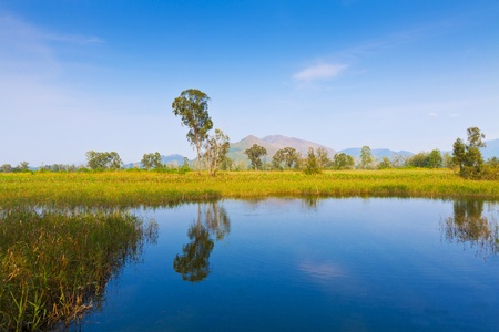 Wetland pond in Hong Kongの写真素材