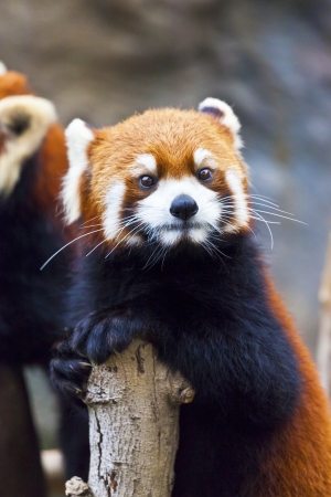 Little red panda lookingの写真素材