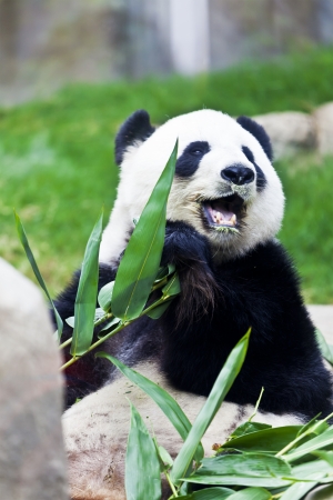 Giant panda eating bambooの写真素材