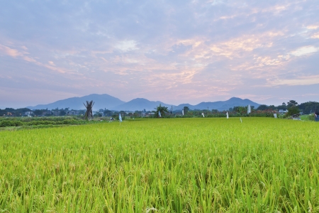Sunset over the rice fieldの写真素材