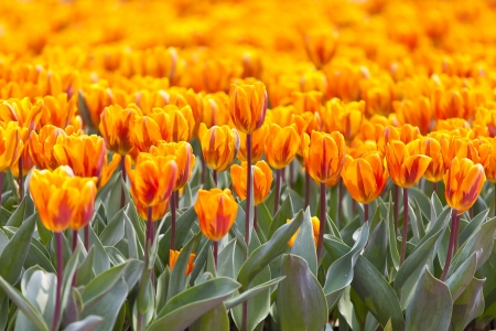 Orange tulip in springの写真素材