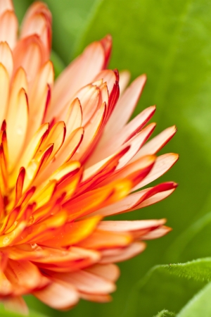 Orange color flower in close upの写真素材
