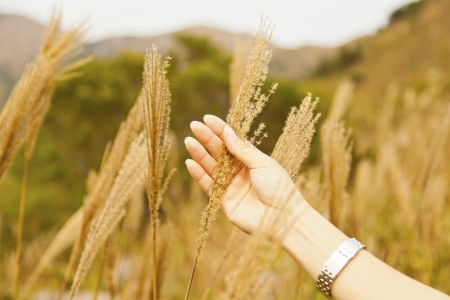 Female hand in the wheat fieldの写真素材