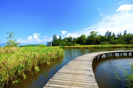 Wetland wooden path in summer の写真素材