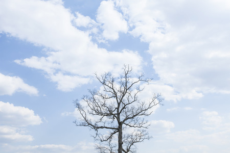 Single tree on a hill with blue sky backgroundの写真素材