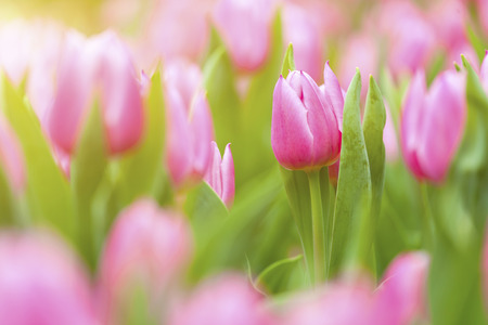 Tulips field under sunlightの写真素材
