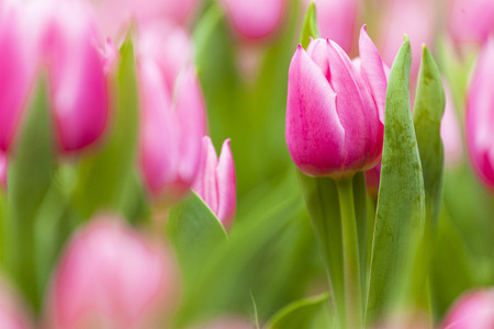 Pink tulips backgroundの写真素材