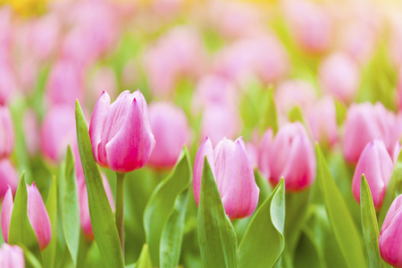 Pink tulip fieldの写真素材