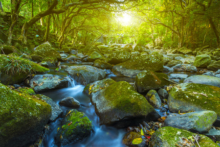 Water stream in forest riverの写真素材