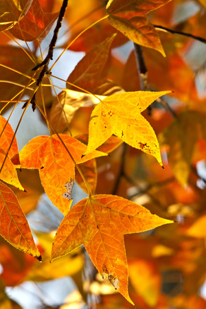 Autumn red leaves の写真素材