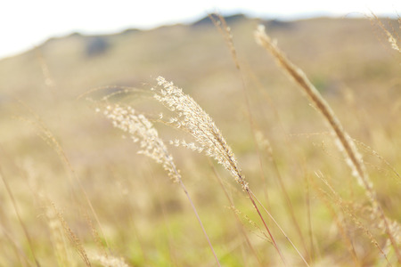 Sunset grasses in autumnの写真素材