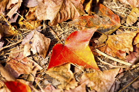 Fallen maple leaves の写真素材