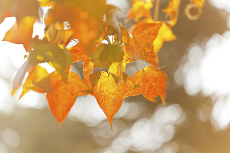 Autumn leaves under sunlightの写真素材