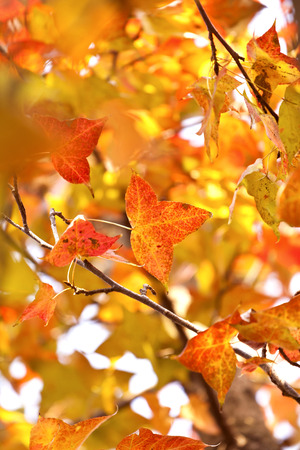 Red leaves in autumn seasonの写真素材