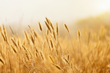 Fantastic wheat field at the sunsetの写真素材