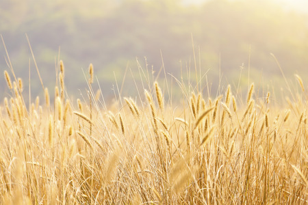 Fantastic wheat field under sunshineの写真素材