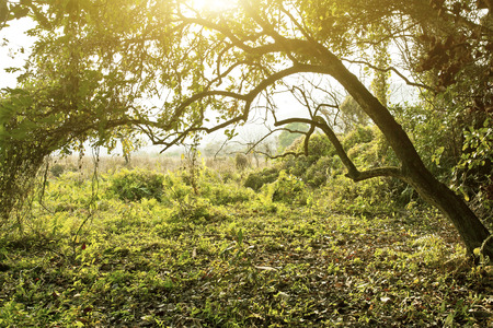 Sunbeams pour into the autumn forest. Nature composition.の写真素材