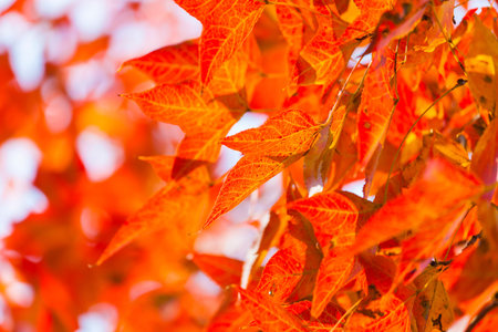 Autumnal ornament, red leaves of mapleの写真素材