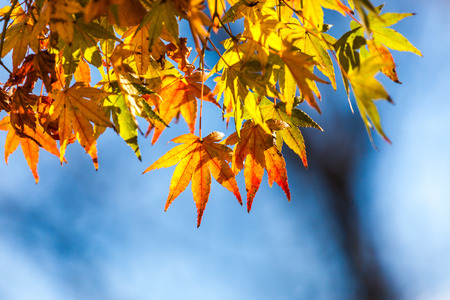 Yellow leaves backgroundの写真素材