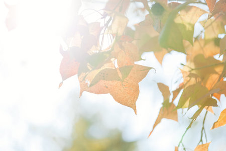 Autumn red leaves backgroundの写真素材