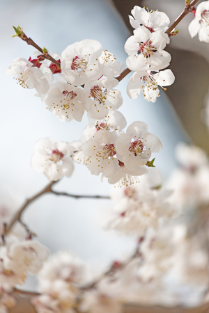Cherry blossoms at springの写真素材