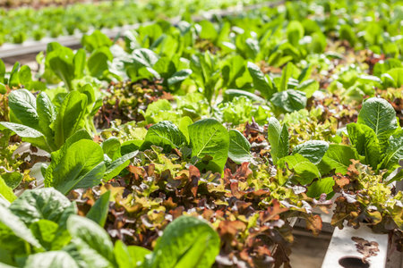 Plants in green house