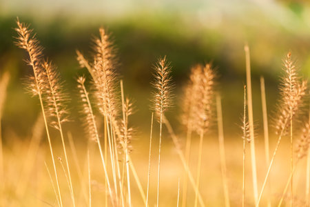 Autumn grasses at sunset