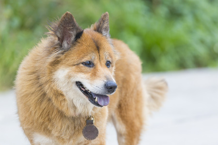 Dog smilingの写真素材