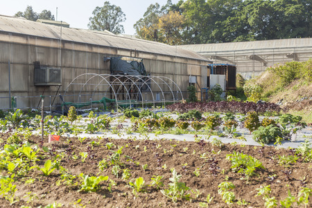 Farmland in Hong Kong Green Houseの写真素材