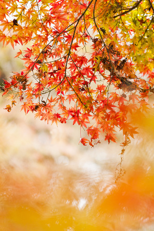 Autumn in the forestの写真素材