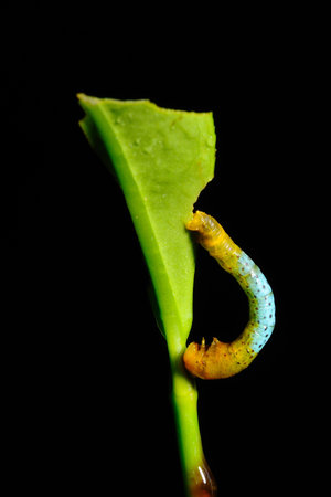 Colorful worm eating leaf with black backgroundの写真素材