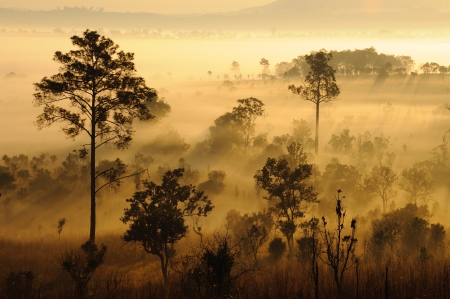 Sun rays though the foggy field in the morningの写真素材