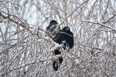 The rook on the tree eating snow, winterの写真素材