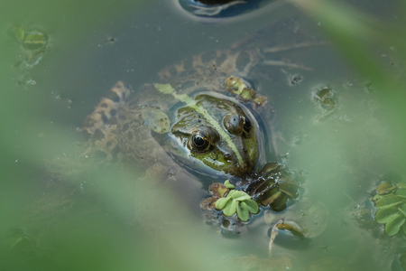 A big green frog in water is looking at youの写真素材
