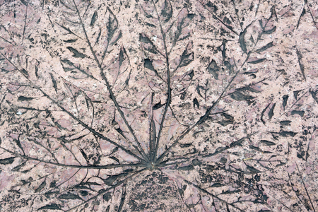 Leaf prints on concrete floors for decoration.の写真素材