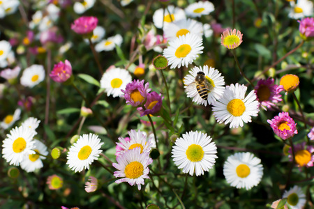 Bee hanging on wild flower. Honeybee collecting pollen and honey.の写真素材
