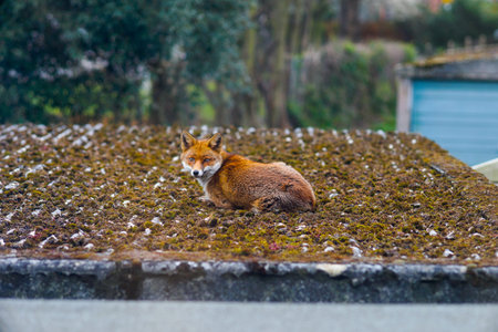 An alerted fox (vulpes vulpes) caught relaxing on the roof in Forest Hill, a suburb in London. Shot...