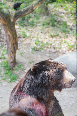 The brown bear stands up to receive its food at Everland amusement park, South Korea.の写真素材