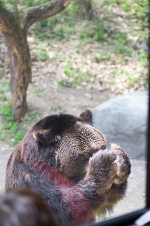 The brown bear covers its face in anticipation to receiving food at Everland amusement park, South Korea.の写真素材