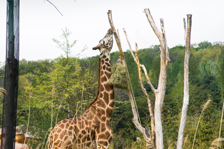 A giraffe reaches up into the tree searching for food in Everland amusement Park, South Korea.の写真素材