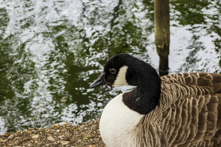 Goose waiting by the water at the South Norwood Lake in Suburban Londonの写真素材