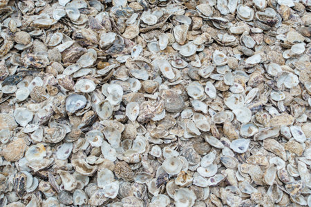 Empty Oyster shells lie on the floor after being caught. Taken in the summer at the seaside town of Whistable, UK.の写真素材