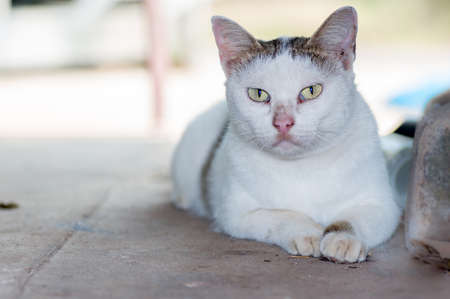 kitty cat native species in thailand very cuteの写真素材