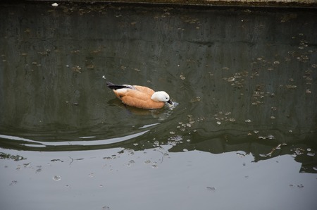 brown waterfowl duck. Orange-brown plumage is characteristic, with the head lighter in color.の写真素材